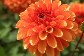 Dahlia 'American Sunset' (lot de 2)