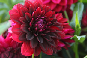 Dahlia 'Arabian Night' (lot de 2)