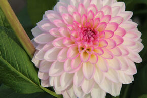 Dahlia 'Arbatax' (lot de 2)