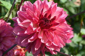 Dahlia 'Bacardi' (lot de 2)