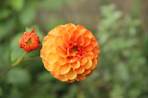 Dahlia 'Bantling' (lot de 2)