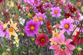 Dahlia 'Bee Friendly Mix' (lot de 2)