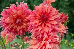 Dahlia 'Belle of Barmera' (lot de 2)