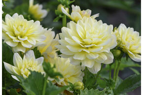 Dahlia 'Berliner Lemon' (lot de 2)
