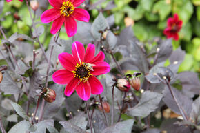 Dahlia 'Bishop of Canterbury'� (lot de 2)