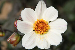 Dahlia 'Bishop of Dover' (lot de 2)
