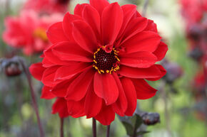 Dahlia 'Bishop of Llandaff' (lot de 2)