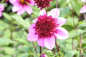 Dahlia 'Blue Bayou' (lot de 2)