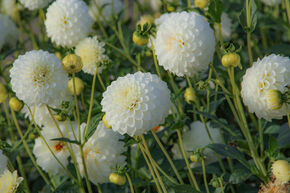 Dahlia 'Boom Boom White' (lot de 2)