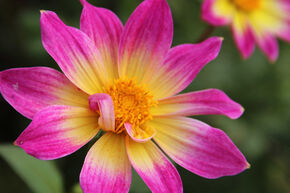 Dahlia 'Bright Eyes' (lot de 2)