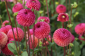 Dahlia 'Burlesca' (lot de 2)