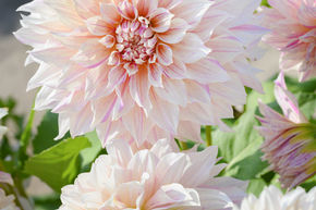 Dahlia 'Caf� au Lait Twist' (lot de 2)