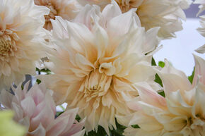 Dahlia 'Caf� au Lait' (lot de 2)