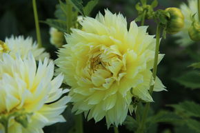 Dahlia 'Canary Fubuki' (lot de 2)