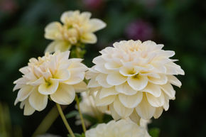 Dahlia 'Caramel Antique' (lot de 2)