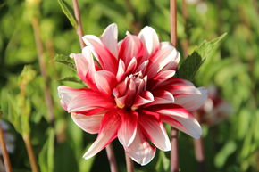 Dahlia 'Catching Fire' (lot de 2)