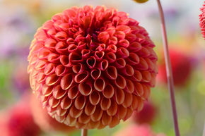Dahlia 'Copperboy' (lot de 2)