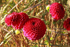 Dahlia 'Cornel' (lot de 2)