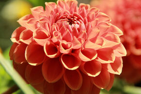 Dahlia 'Cornel Brons' (lot de 2)