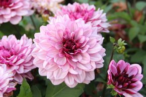 Dahlia 'Cr�me de Cassis' (lot de 2)