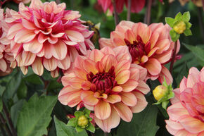 Dahlia 'Cr�me de Cognac' (lot de 2)