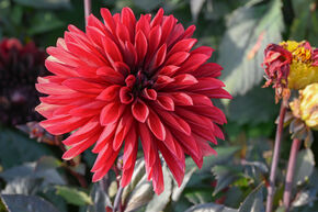 Dahlia 'Danique' (lot de 2)
