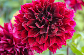 Dahlia 'Dark Fubuki' (lot de 2)