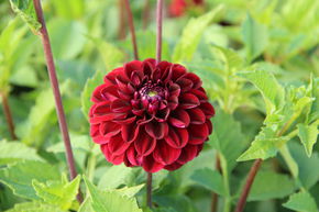 Dahlia 'Dark Spirit' (lot de 2)
