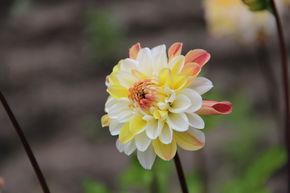 Dahlia 'Double Jill' (lot de 2)