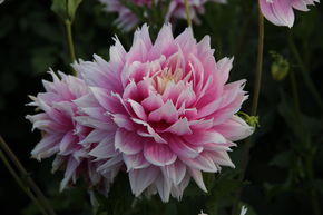 Dahlia 'Evanah' (lot de 2)