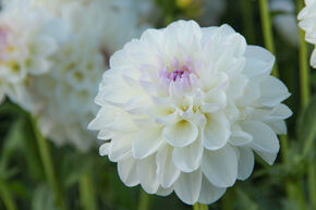 Dahlia 'Eveline' (lot de 2)