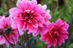 Dahlia 'Fascination' (lot de 2)