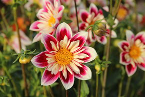 Dahlia 'Fashion Monger' (lot de 2)