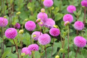 Dahlia 'Franz Kafka' (lot de 2)