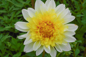 Dahlia 'Freya's Paso Doble' (lot de 2)