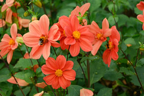 Dahlia 'G.F. Hemerik' (lot de 2)