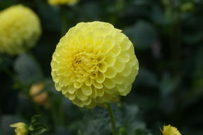 Dahlia 'Golden Sceptor' (lot de 2)