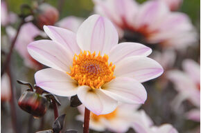 Dahlia 'Happy Single Princess' (lot de 2)
