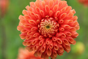 Dahlia 'Jowey Linda' (lot de 2)