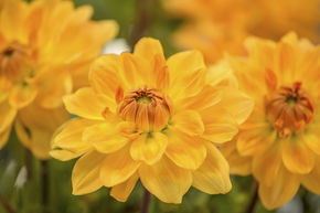 Dahlia 'Karma Gold'� (lot de 2)
