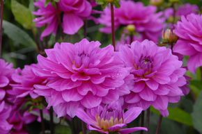 Dahlia 'Karma Lagoon'� (lot de 2)