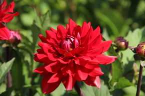 Dahlia 'Karma Amora'� (lot de 2)