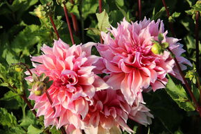 Dahlia 'Labyrinth' (lot de 2)