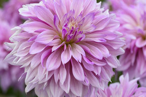Dahlia 'Labyrinth Twotone' (lot de 2)