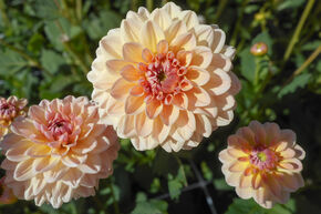 Dahlia 'Maya' (lot de 2)