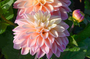 Dahlia 'Mondriaan' (lot de 2)