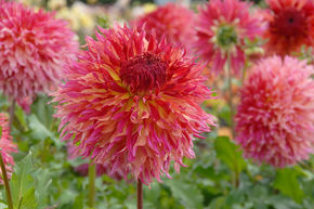 Dahlia 'Myrtle's Folly' (lot de 2)