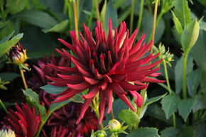 Dahlia 'Nuit d'�t�' (lot de 2)