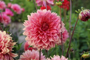 Dahlia 'Orange Fubuki' (lot de 2)