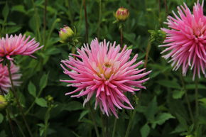 Dahlia 'Park Princess' (lot de 2)
